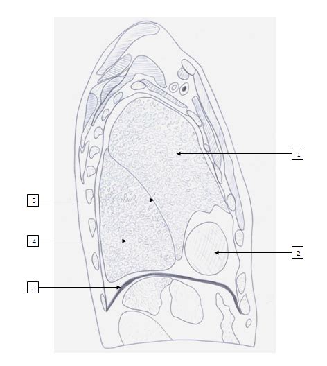 Sagittal Thorax 1 Diagram Quizlet