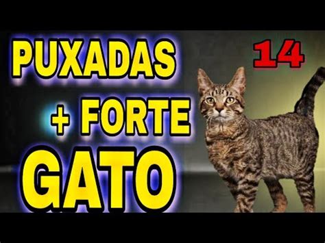 Qual A Puxada Do Gato - PUXADAS DO GATO JOGO DO BICHO -- DICAS CAPITÃO GANCHO - YouTube