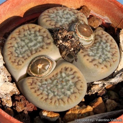 Lithops Hookeri Alchetron The Free Social Encyclopedia