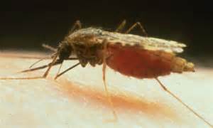 Could Malaria Be Wiped Out By Gm Mosquitoes Scientists Find A Way To Kill Off Disease Carrying