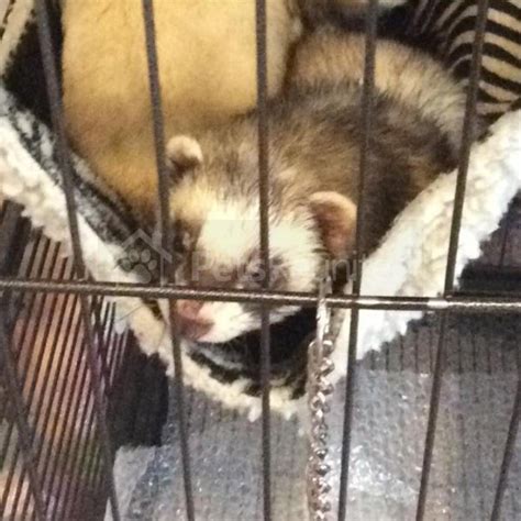 Stolen Ferret Cream Common Ferret Called Narby Preston Area