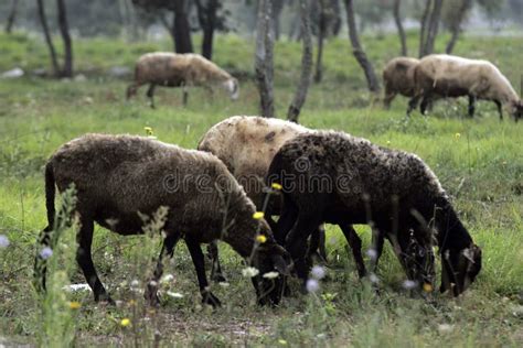 Sheep herd stock photo. Image of agricultural, grazing - 1727628