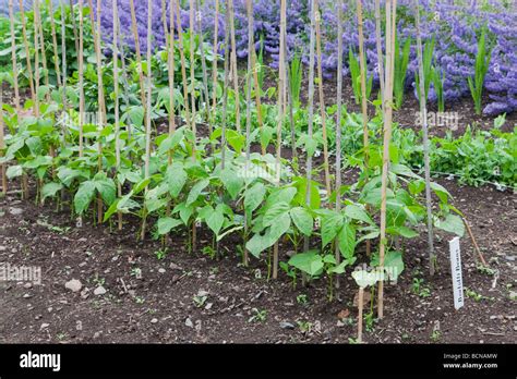 How To Grow Borlotti Beans Expert Tips For A Bountiful Harvest