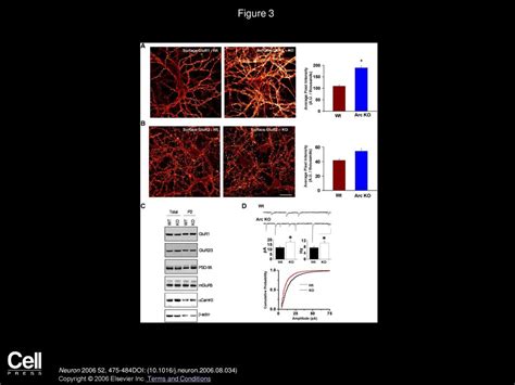 Arcarg31 Mediates Homeostatic Synaptic Scaling Of Ampa Receptors