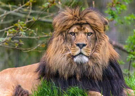 Barbary Lion Panthera Leo Leo Photographed At Port Lympe Flickr