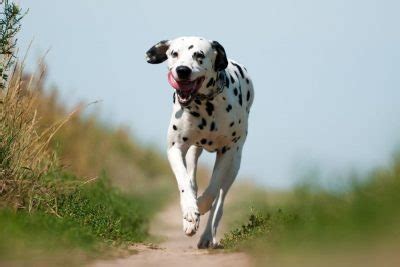 475+ Unique Dalmatian Names: for Your One-of-a-Kind Canine