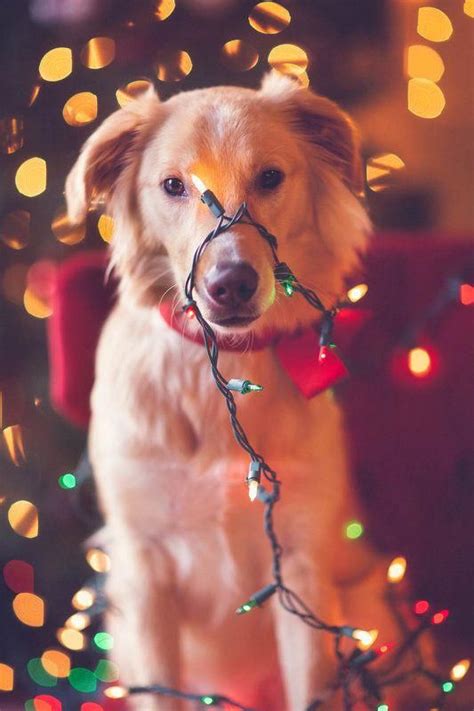 Dog Christmas Pictures Puppy Covered In Christmas Lights Christmas