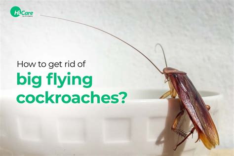 Best Tips On How To Get Rid Of Big Flying Roaches HiCare