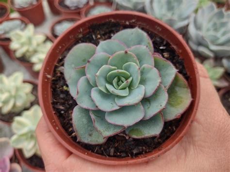 Echeveria Atlantis pote 9 Suculindas da Ioiô