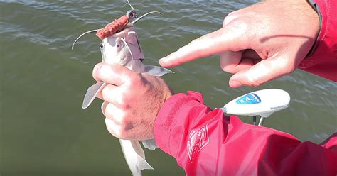 How To Safely Hold Unhook Catfish Without Pliers VIDEO