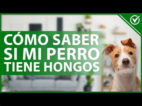 C Mo Saber Si Tu Perro Tiene Hongos Y C Mo Tratar Cada Caso Blog De