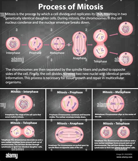 Process Of Mitosis Phases With Explanations Illustration Stock Vector