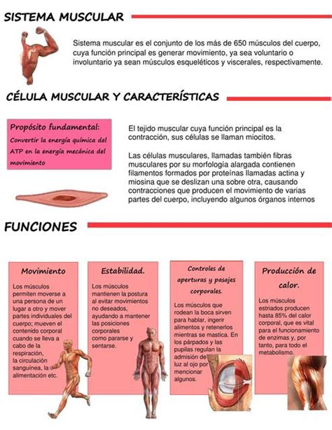 Funci N Del Sistema Muscular