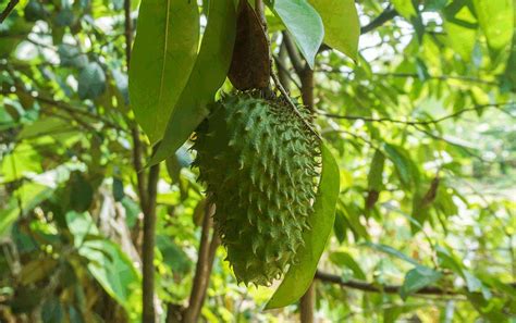 Soursop May Help Protect Our Heart Dr Farrah Md