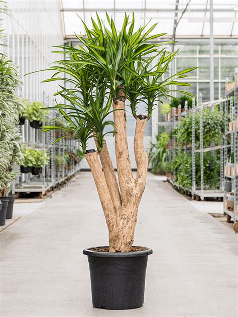 Dracaena Riki Nieuwkoop Europe