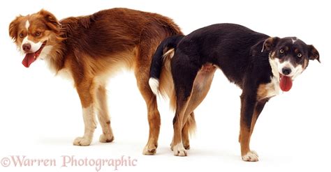 Dogs tied during mating photo WP05456