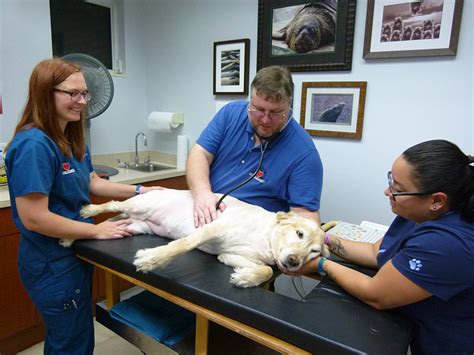 Complete Cardiovascular Physical Examination Sawgrass Veterinary