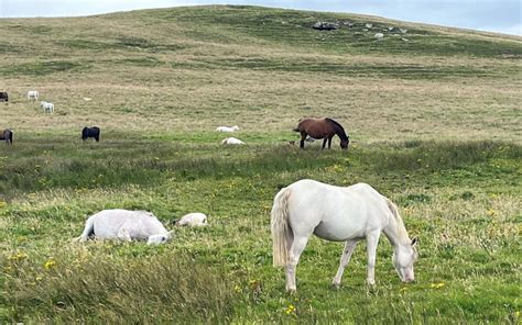 The Origin, History, And Uses Of The Horse In Europe.