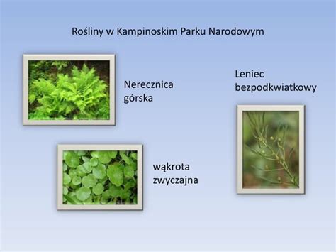 Kampinoski Part Narodowy Ppt