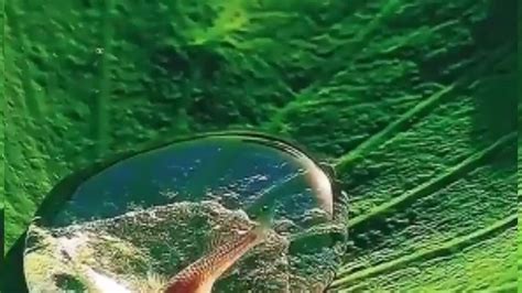 Video Of Tiny Fish Swimming In A Water Droplet Gets Mixed Reactions