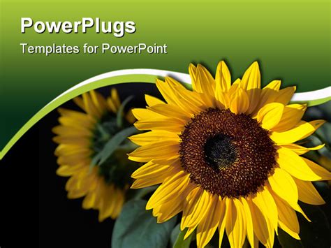 Sunflower Nature Ppt Templates Slidesgo Templates Riset