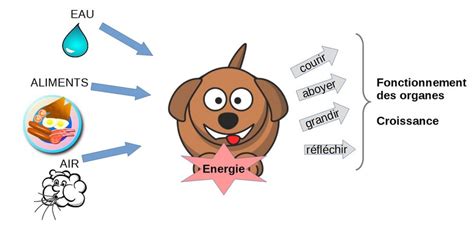 1 Quels Sont Les Besoins Nutritifs Des Animaux