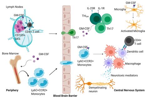 Cells Free Full Text The Role Of Granulocyte Macrophage Colony