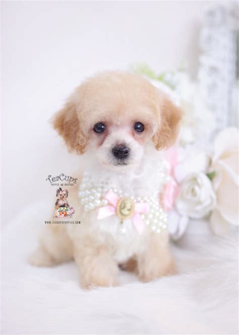 Apricot Poodle Puppy For Sale Teacup Puppies 156 Teacup Puppies