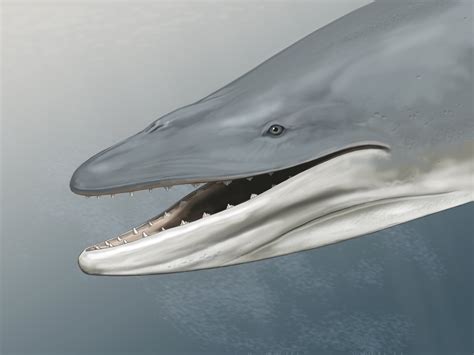 Ancient skull shows early 'baleen whale' had teeth