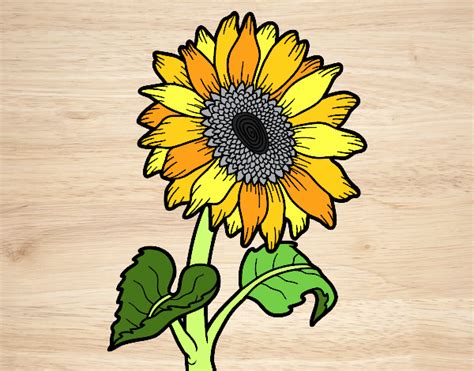 Dibujo De Flor De Girasol Pintado Por En Dibujos Net El D A A