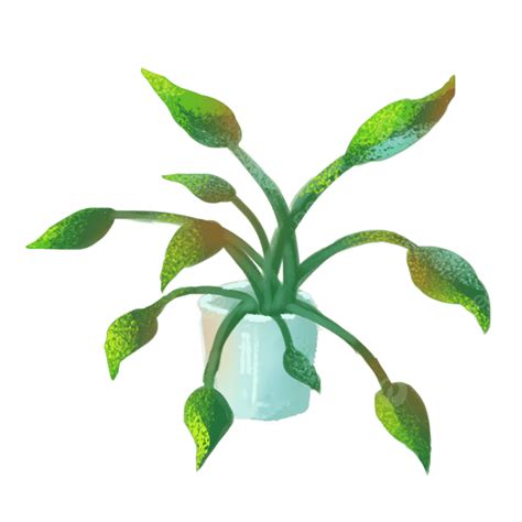 Planta Pelvis Png Plantas En Macetas Planta Plantas Verdes Png Porn