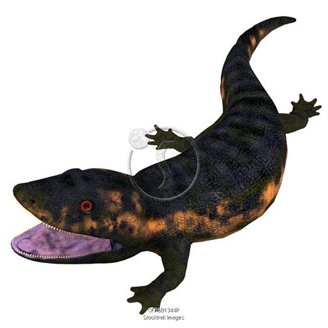 Dendrerpeton Amphibian From The Carboniferous Period Stocktrek Images