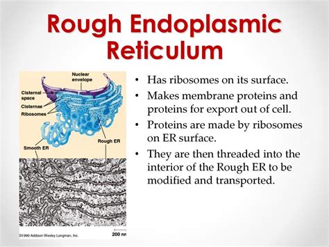 Cell Structure And Movement Ppt Download