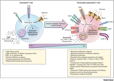 T Cell Exhaustion In Malignant Gliomas Trends In Cancer