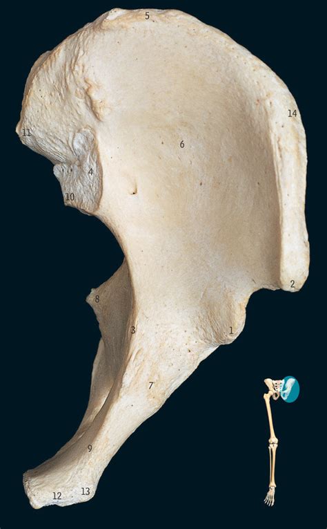 Left hip bone from above Diagram | Quizlet