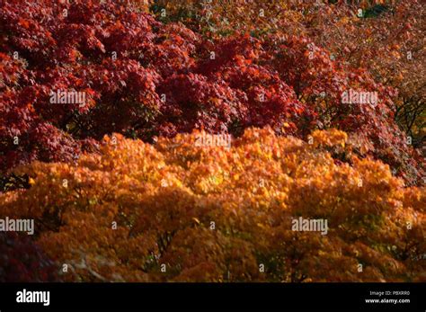 Acer Autumn Colour Stock Photo - Alamy