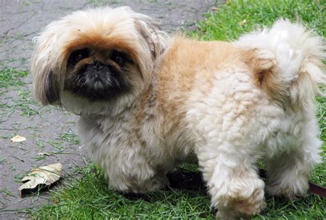 Pekingese History Traits Temperament And Training