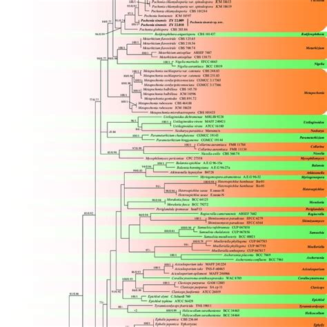 Phylogram Based On The Maximum Likelihood ML Analysis Using The SSU