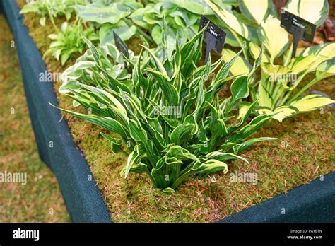 Hosta hands up plant Stock Photo - Alamy