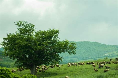 Mazandaran, Iran.