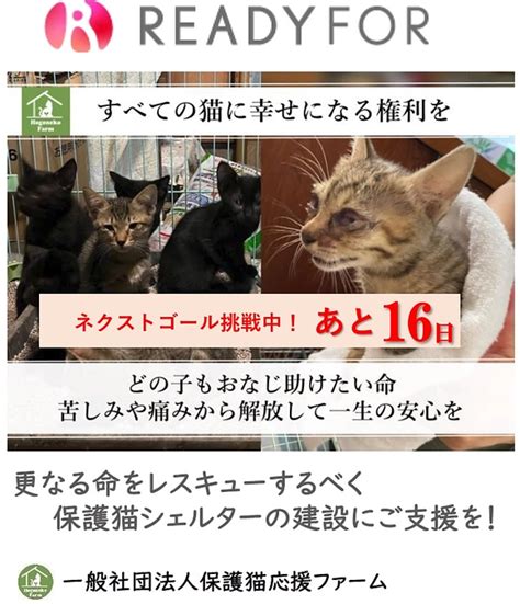 【活動報告】保護猫シェルター建設に伴う応援のお願い（カウントダウン16日！） 更なる命をレスキューするべく、保護猫シェルターの建設にご支援を