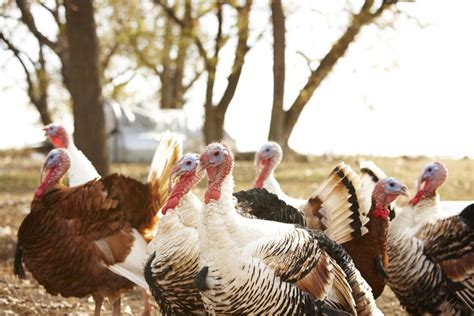 Poultry Glossary Indiana State Poultry Association