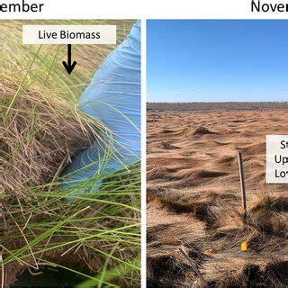 Pictures Of The Plant Biomass Types Of Spartina Patens Plant Biomass