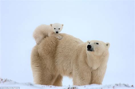 Baby Polar Bears Playing