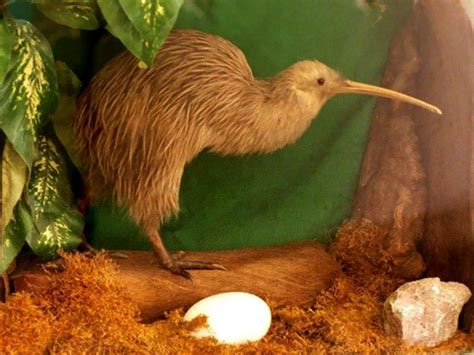 Обыкновенный или Бурый киви (Apteryx australis)