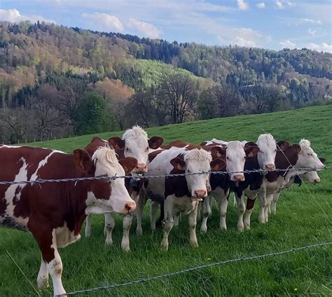 Les Premiers Sapins Une Soir E D Changes Sur La Transmission Des Fermes