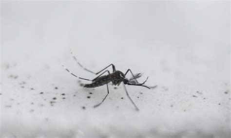 Bill Gates Funded Company Releases Genetically Modified Mosquitoes In Us Trunewsusa