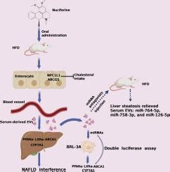 Nuciferine Journal Of