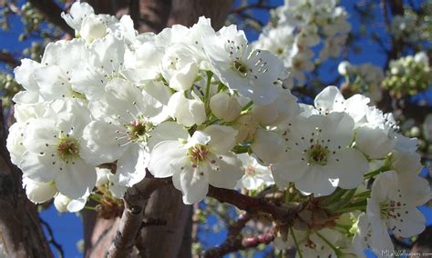 Spring Trees In Bloom Wallpapers Wallpaper Cave