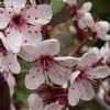 Plantfiles Pictures Prunus Dwarf Red Leaf Plum Purple Leaf Sand